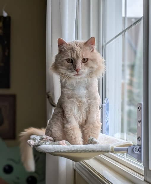 Scruff - Domestic Long Hair cat available for adoption at Pawsitive Match in Calgary
