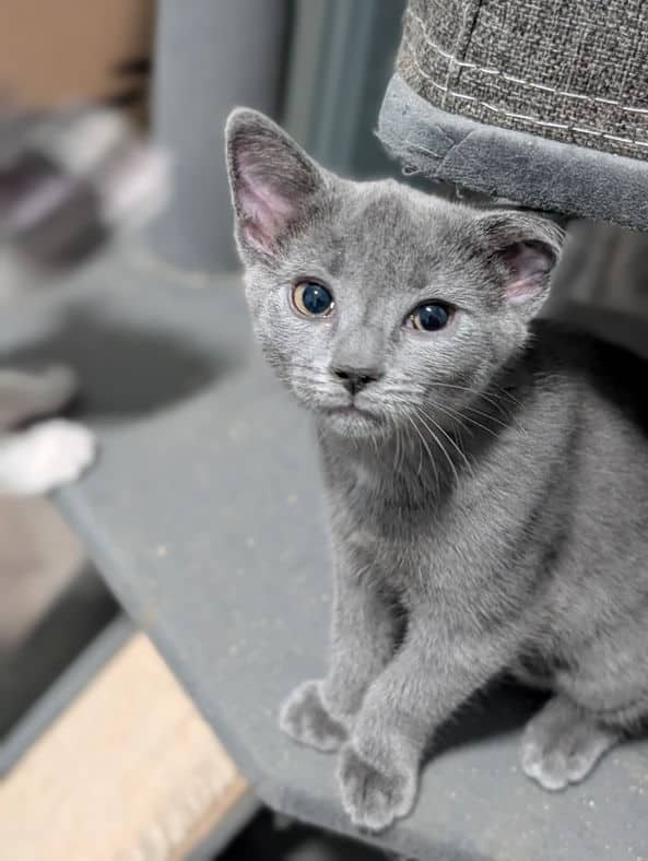 Little Grey - Domestic Short Hair cat available for adoption at Pawsitive Match in Calgary