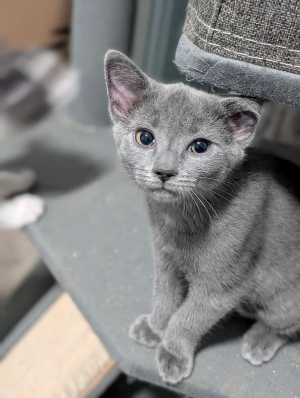 Little Grey - Domestic Short Hair cat available for adoption at Pawsitive Match in Calgary
