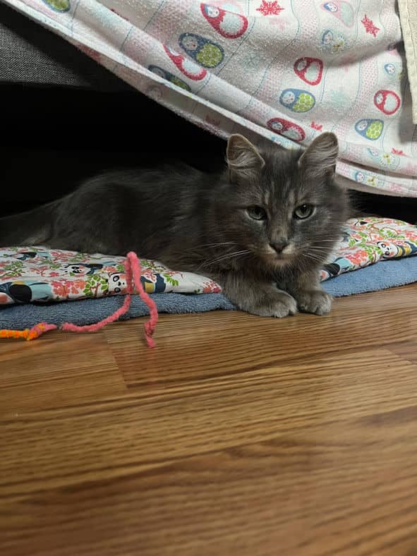 Toodles - Domestic Short Hair cat available for adoption at Pawsitive Match in Calgary