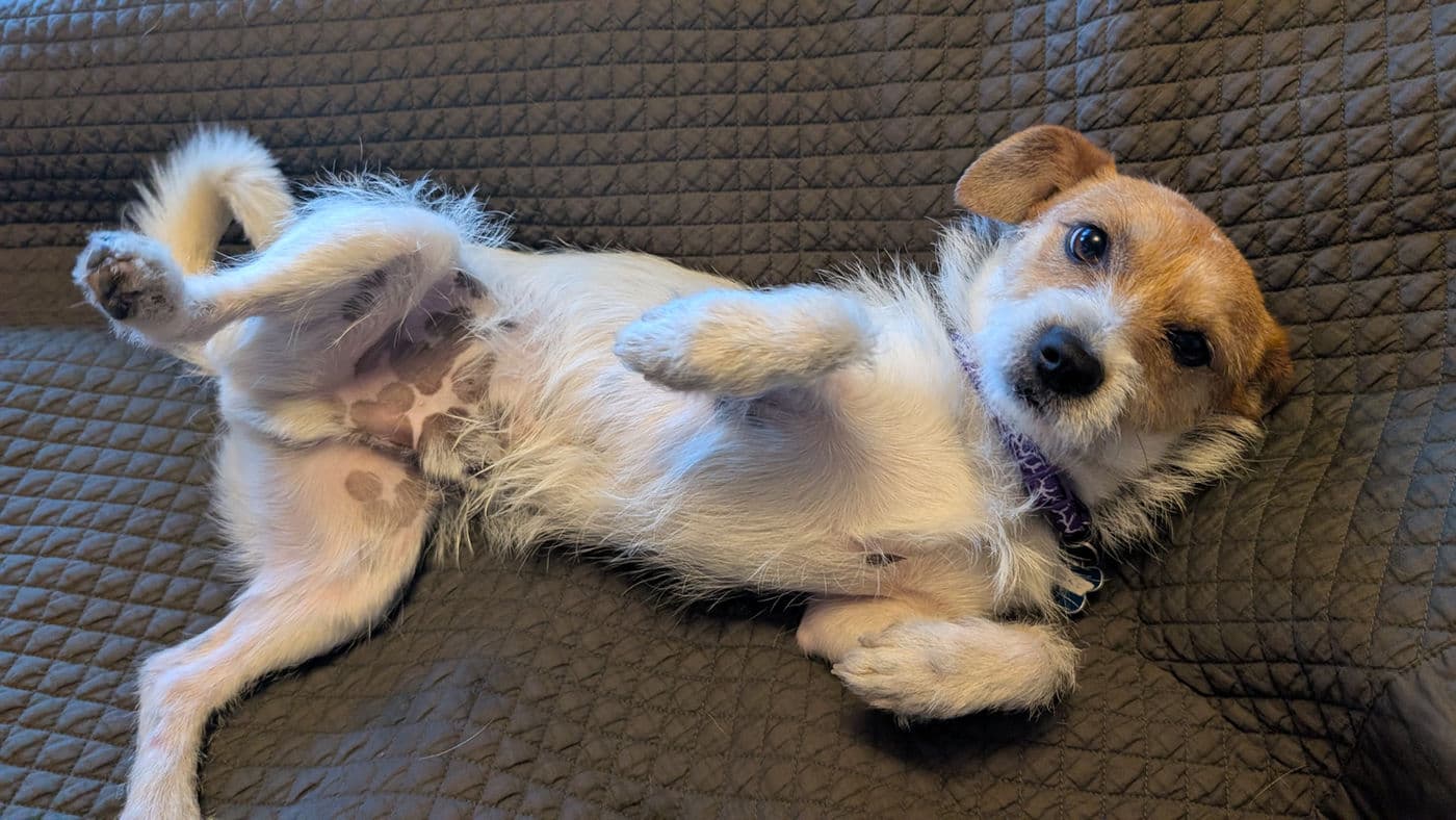 Pepe - Terrier X available for adoption at Pawsitive Match in Calgary