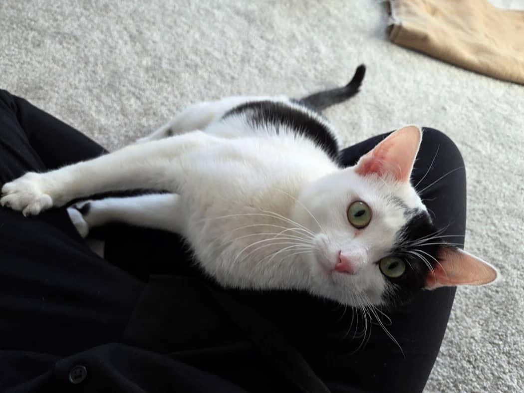 Polkaroo - Domestic Short Hair cat available for adoption at Pawsitive Match in Calgary