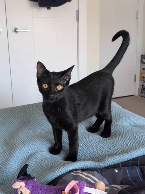 Darla - Domestic Short Hair cat available for adoption at Pawsitive Match in Calgary