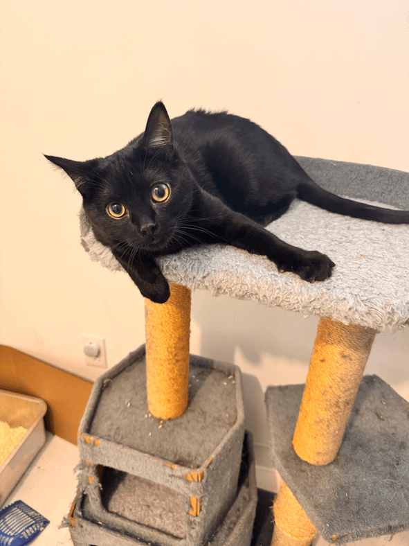 Kiwi - Domestic Short Hair cat available for adoption in Calgary