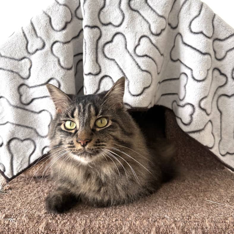 Thea - Domestic Medium Hair cat available for adoption at Pawsitive Match in Calgary