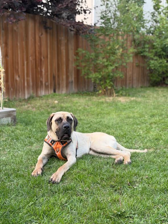 Leonard - Mastiff X available for adoption in Alberta