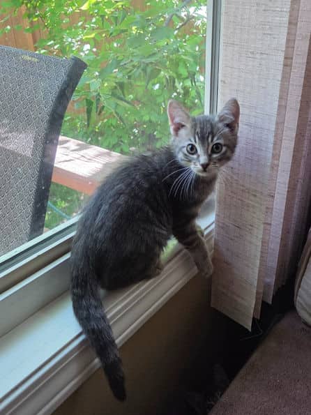 Piper - Domestic Short Hair cat available for adoption at Pawsitive Match in Calgary