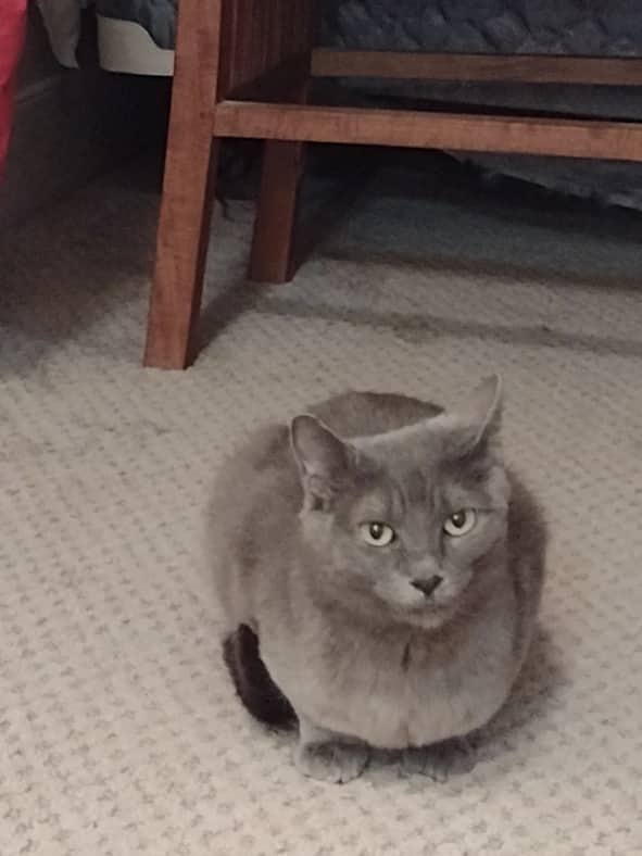 Magnolia - Domestic Short Hair cat available for adoption at Pawsitive Match in Calgary