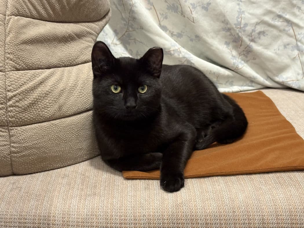 Merlin - Domestic Shorthair cat available for adoption at Pawsitive Match in Calgary