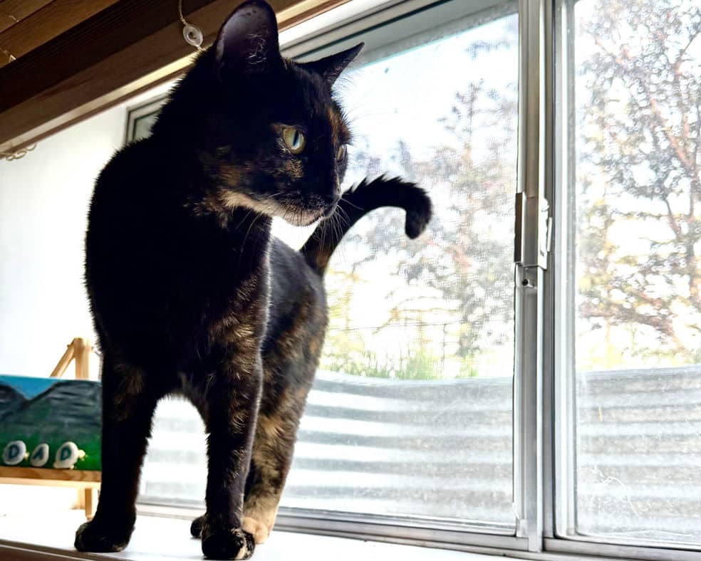 Cayenne - Domestic Short Hair cat available for adoption at Pawsitive Match in Calgary