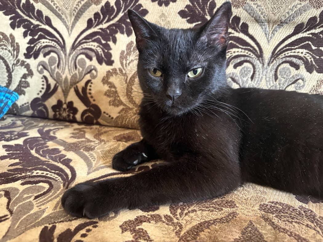 Phee - Domestic Short Hair available for adoption