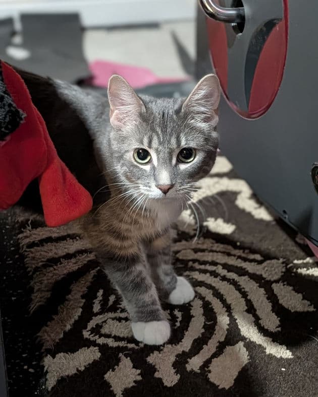 Jewel - Domestic Shorthair cat available for adoption at Pawsitive Match in Calgary