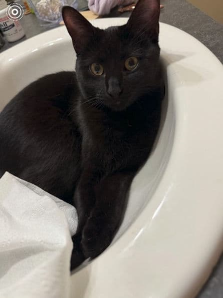 Iceland - Domestic Shorthair cat available for adoption at Pawsitive Match in Calgary