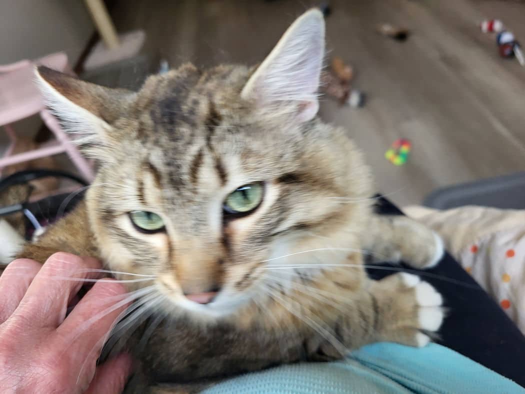 Roo - Domestic Medium Hair cat available for adoption at Pawsitive Match in Calgary