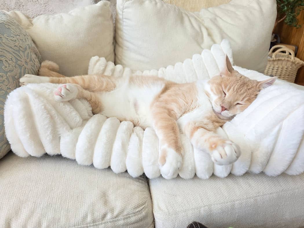 Eddie - Domestic Short Hair available for adoption
