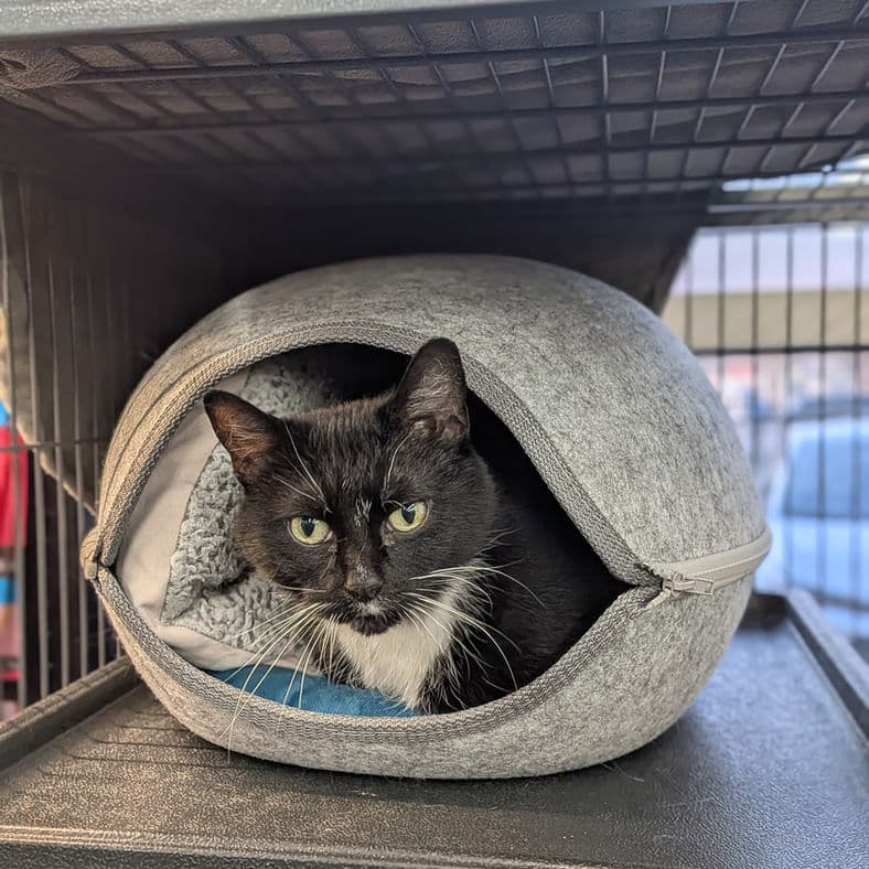 Yen - Domestic Shorthair cat available for adoption at Pawsitive Match in Calgary
