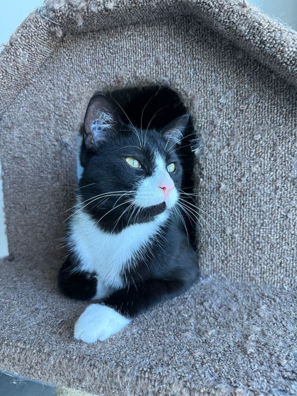 Eggnog - Domestic Short Hair cat available for adoption at Pawsitive Match in Calgary