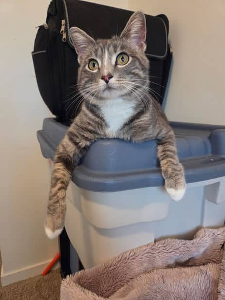 Chauncey - Domestic Short Hair cat available for adoption at Pawsitive Match in Calgary