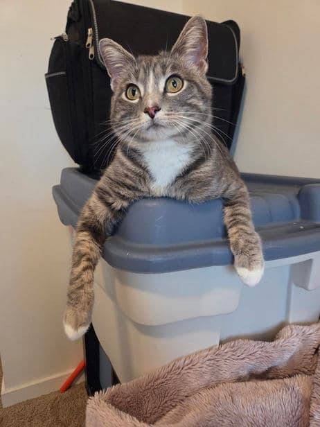 Chauncey - Domestic Short Hair cat available for adoption at Pawsitive Match in Calgary