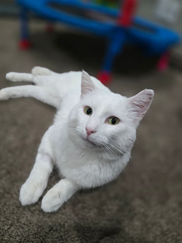 Snoberry - Domestic Short Hair cat available for adoption at Pawsitive Match in Calgary