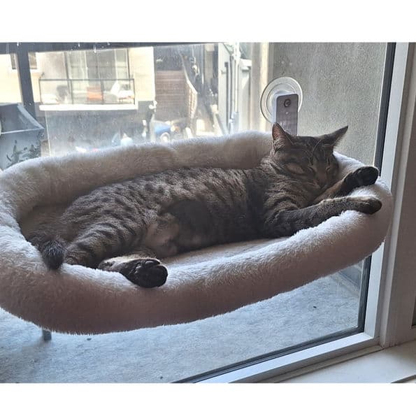 Scone - Domestic Short Hair cat available for adoption at Pawsitive Match in Calgary