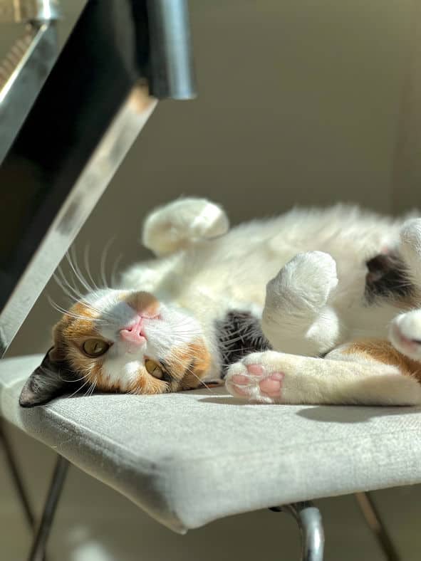 Sunbeam - Domestic Short Hair available for adoption