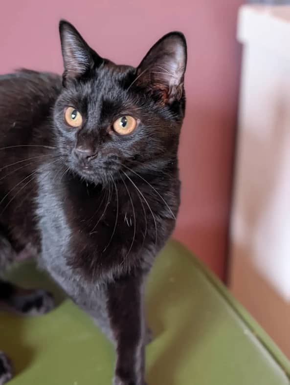 Ray - Domestic Short Hair cat available for adoption at Pawsitive Match in Calgary