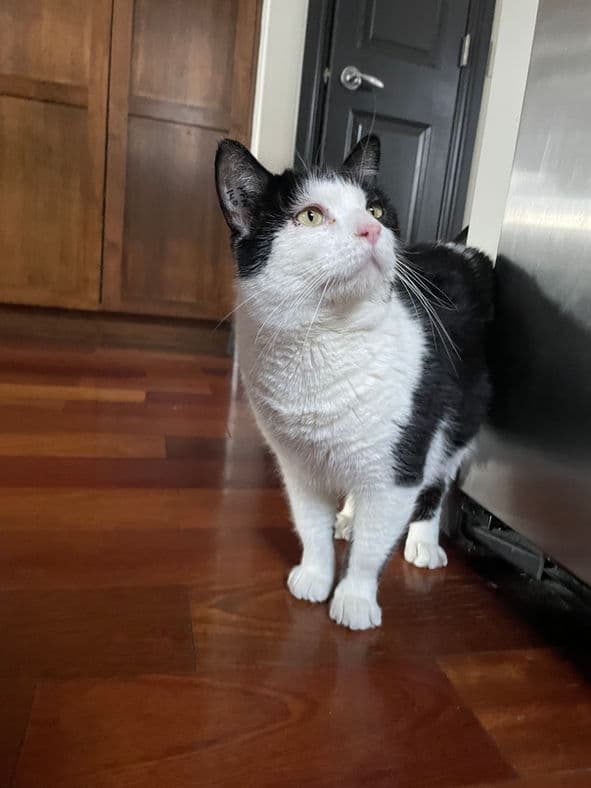 Paddington - Domestic Short Hair cat available for adoption at Pawsitive Match in Calgary