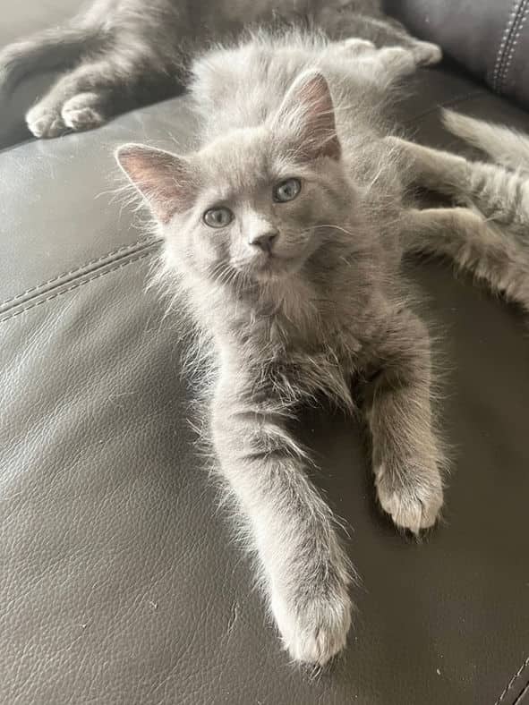 Aspen - Domestic Long Hair cat available for adoption at Pawsitive Match in Calgary