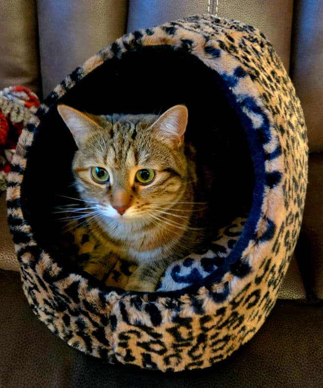 Kate - Domestic Shorthair cat available for adoption at Pawsitive Match in Calgary