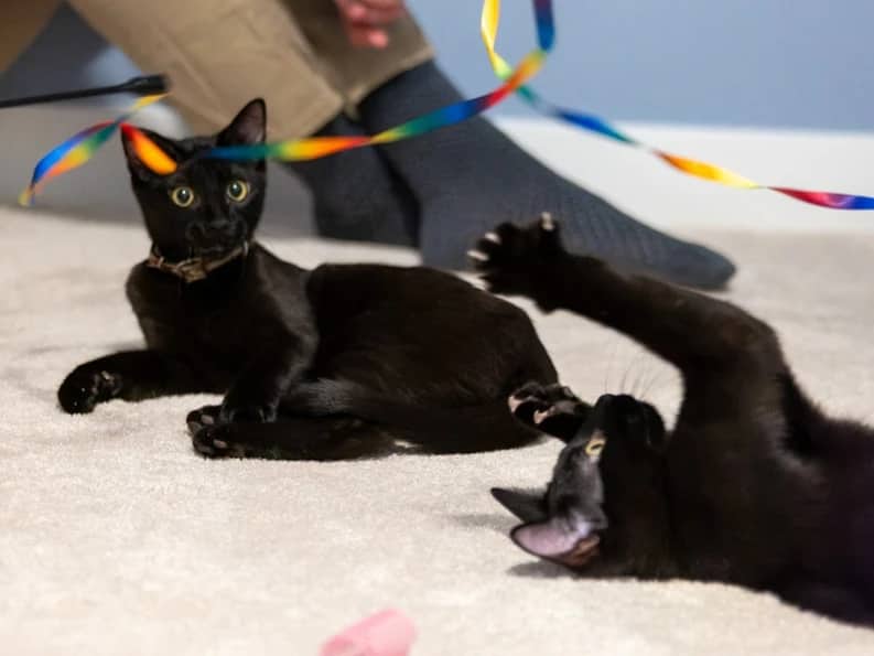 Noodles & McFly - Domestic Short Hair cat available for adoption at Pawsitive Match in Calgary