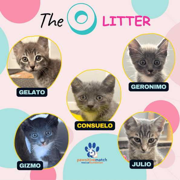 The O Litter - Domestic Short Hair cat available for adoption at Pawsitive Match in Calgary
