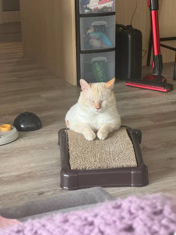 Welling - Domestic Short Hair cat available for adoption at Pawsitive Match in Calgary