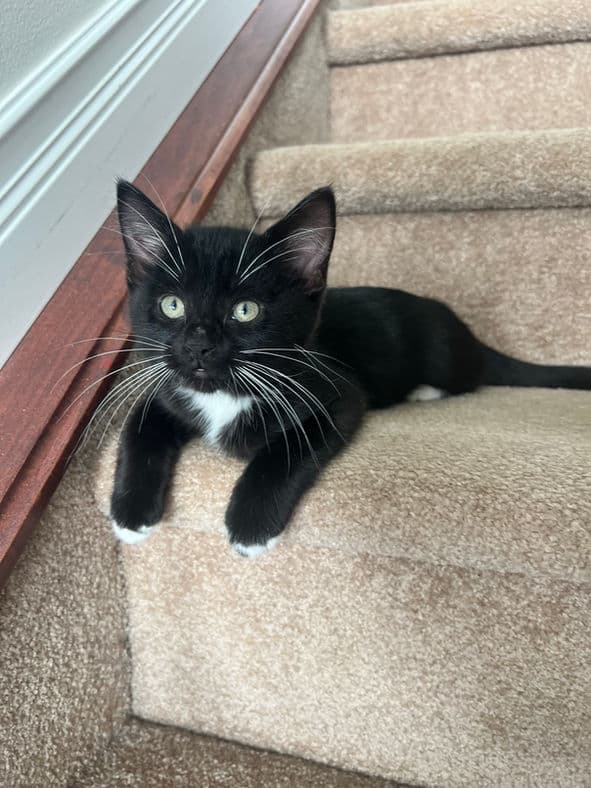 Treble - Domestic Short Hair cat available for adoption at Pawsitive Match in Calgary