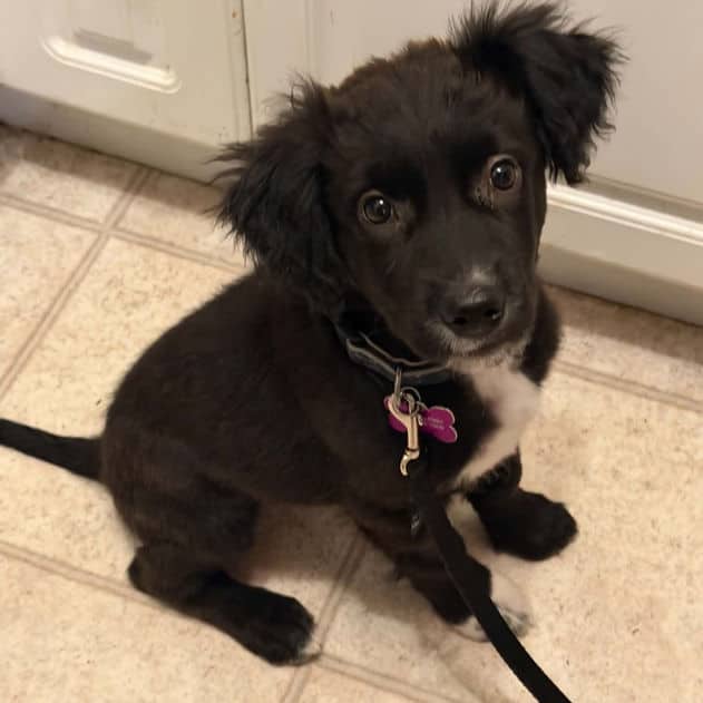 Striker - Lab X available for adoption at Pawsitive Match in Calgary (1 of 2)