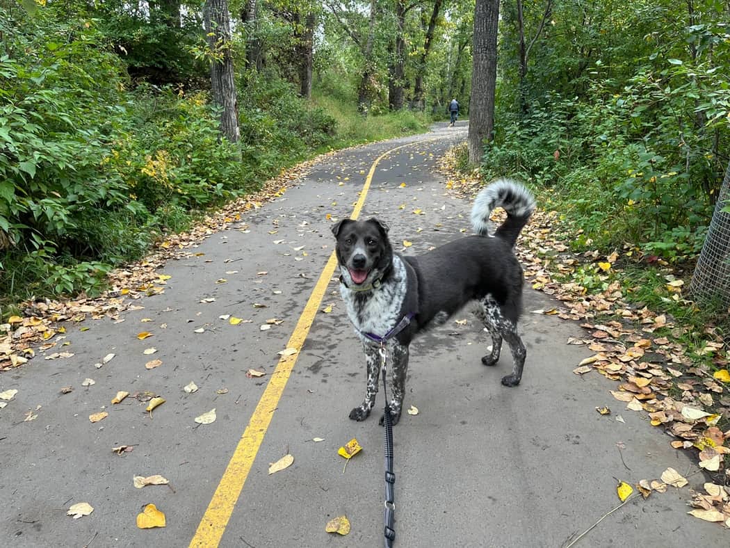 Harnette - Collie X available for adoption in Calgary