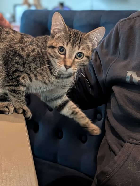 Gina - Domestic Short Hair cat available for adoption in Alberta