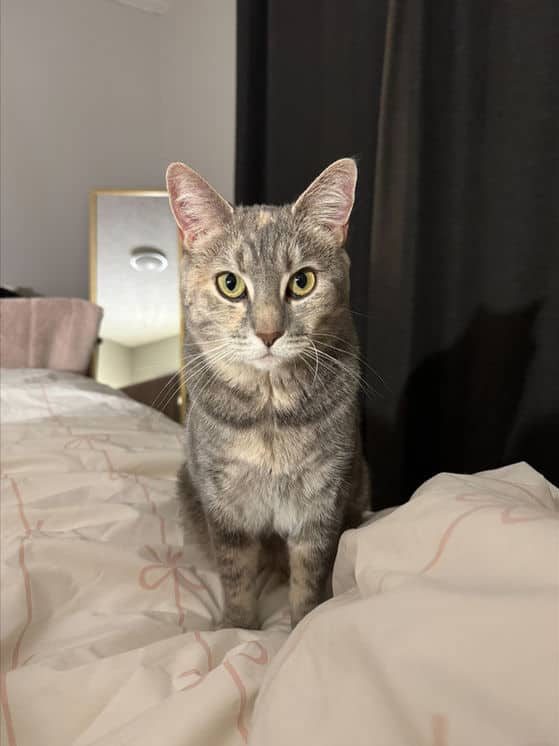 Lona - Domestic Short Hair available for adoption