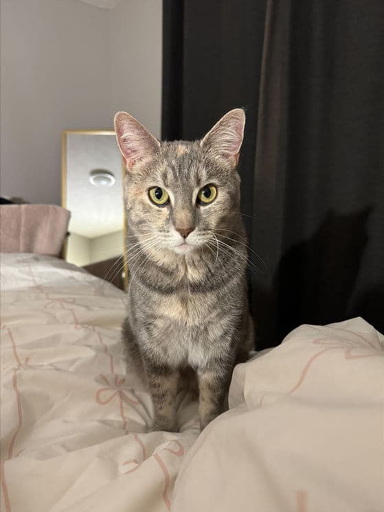 Lona - Domestic Shorthair cat available for adoption at Pawsitive Match in Calgary