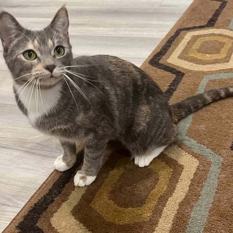Taffy - Domestic Short Hair cat available for adoption at Pawsitive Match in Calgary