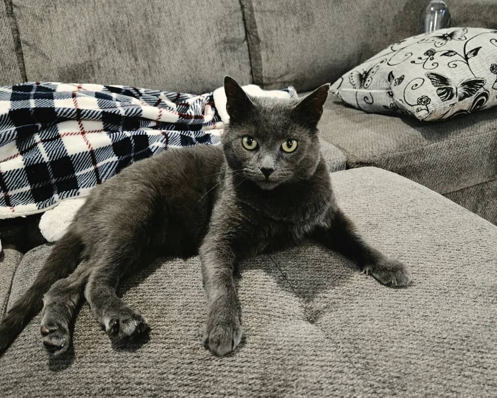 Bender - Domestic Short Hair cat available for adoption at Pawsitive Match in Calgary