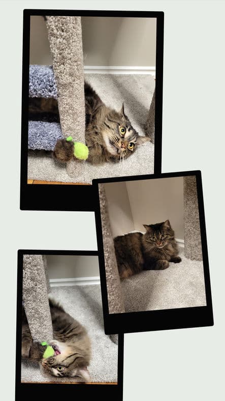 Thea - Domestic Medium Hair cat available for adoption at Pawsitive Match in Calgary
