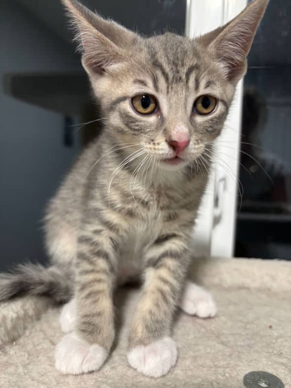 Julio - Domestic Short Hair available for adoption