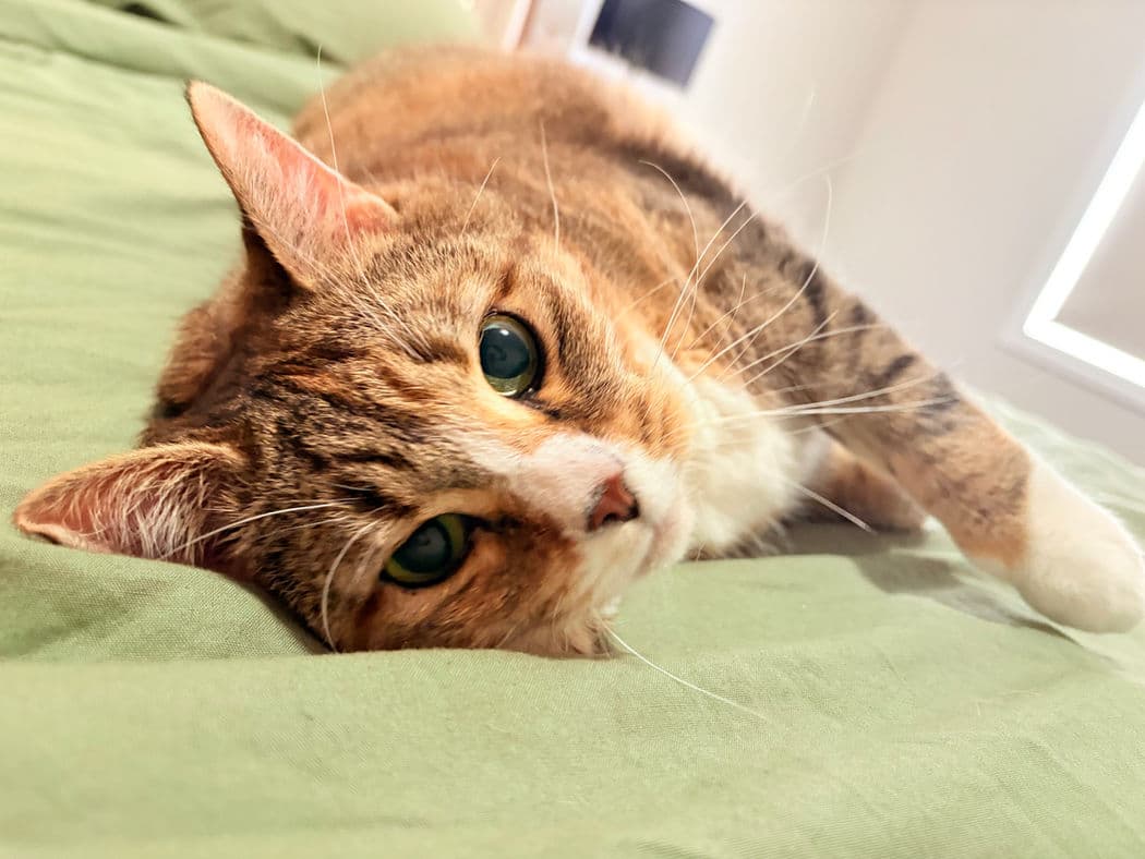 Sansa - Domestic Short Hair cat available for adoption at Pawsitive Match in Calgary
