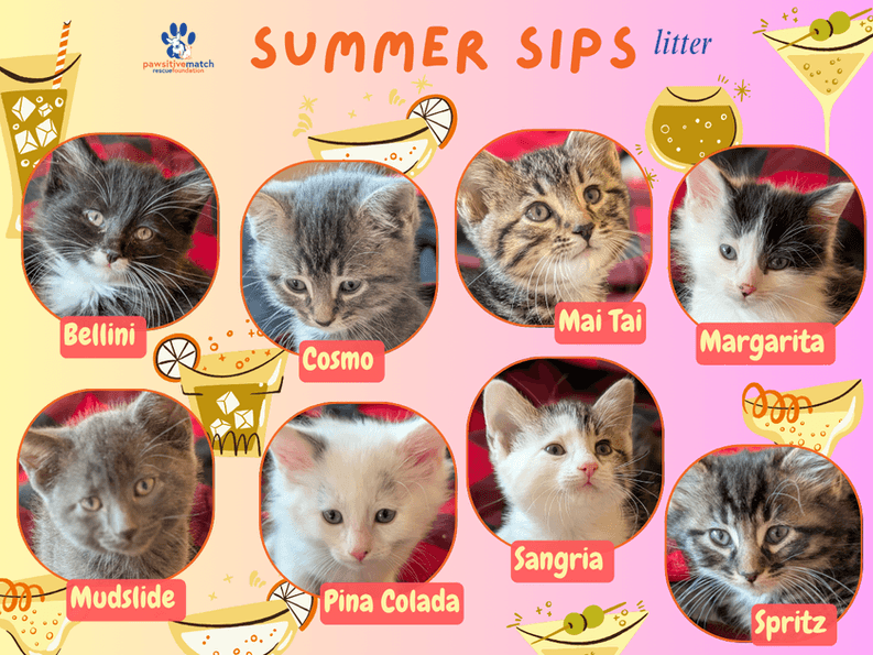 The Summer Sips Litter - Domestic Short Hair cat available for adoption at Pawsitive Match in Calgary