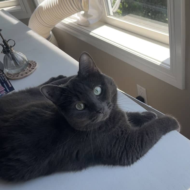 Winnie - Domestic Short Hair cat available for adoption at Pawsitive Match in Calgary