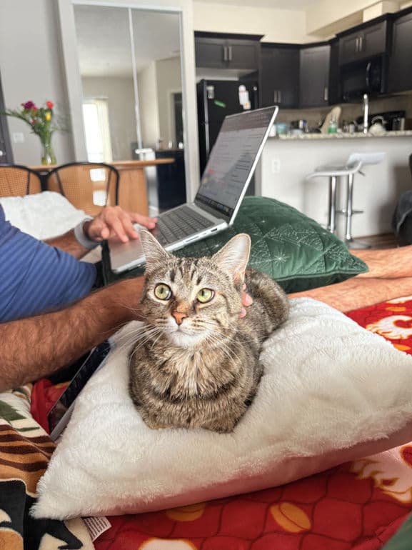 Francesca - Domestic Shorthair cat available for adoption at Pawsitive Match in Calgary