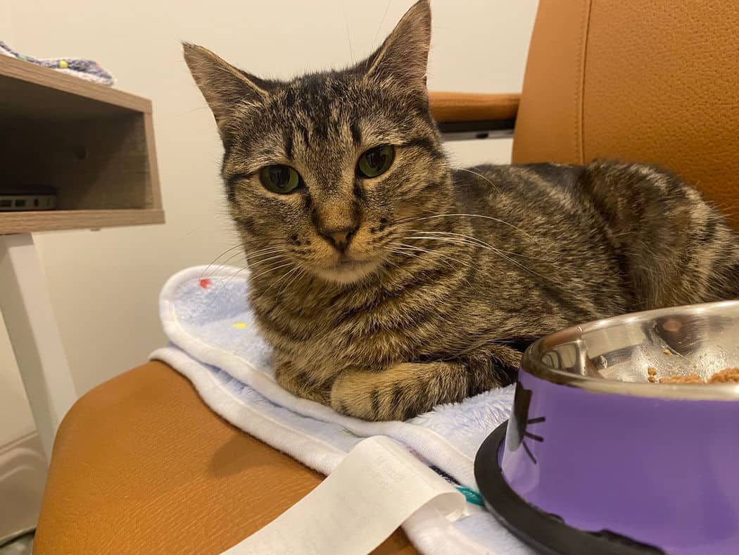 Posey - Domestic Short Hair cat available for adoption at Pawsitive Match in Calgary