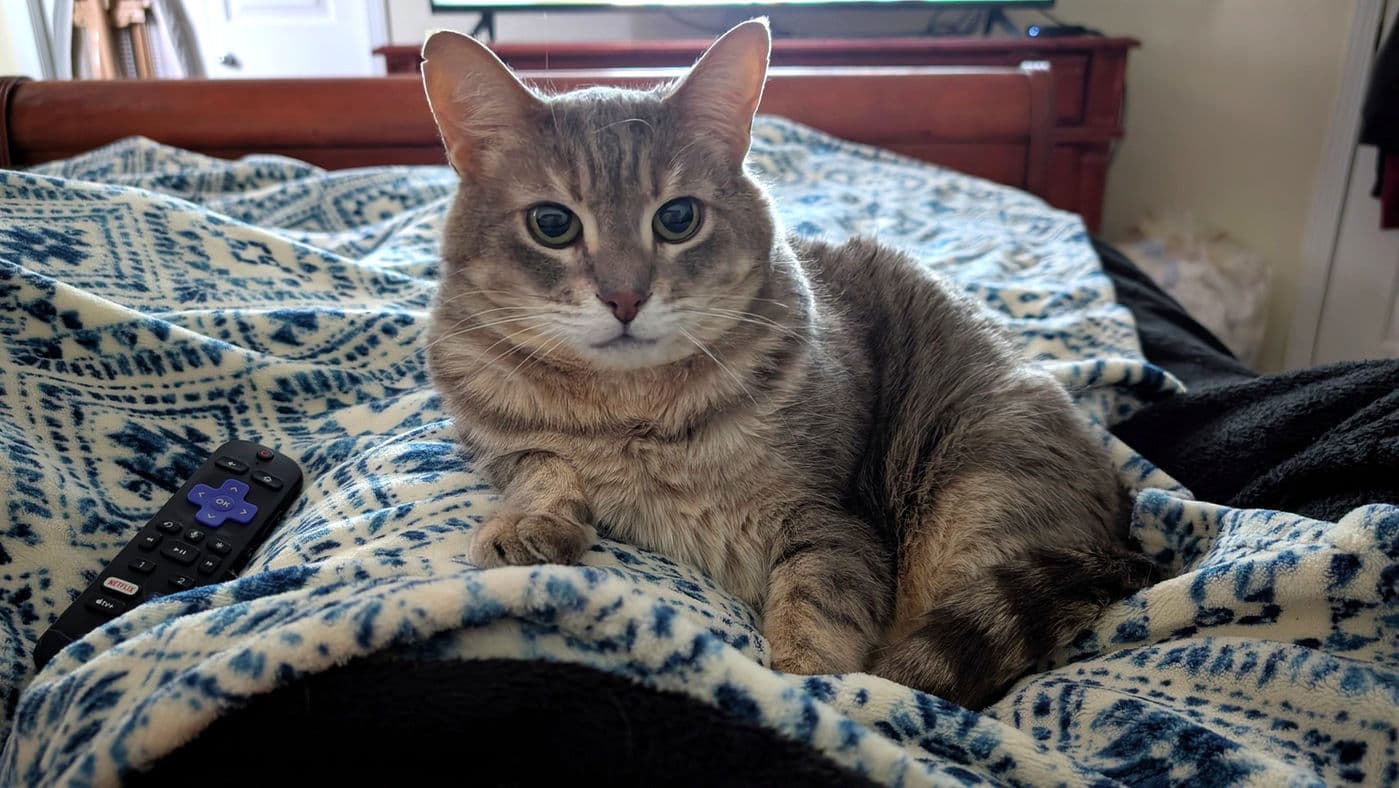 Oliver - Domestic Short Hair cat available for adoption at Pawsitive Match in Calgary