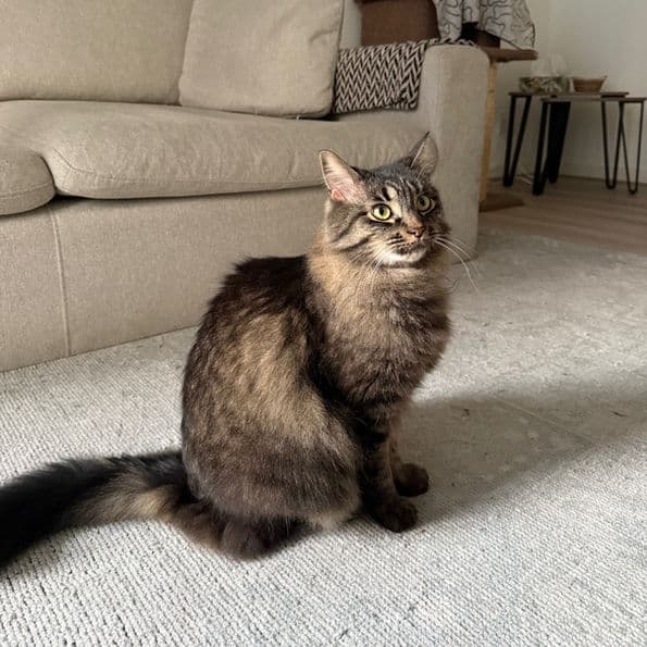 Thea - Domestic Medium Hair cat available for adoption in Calgary